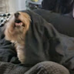 Meet your Posher, Diana